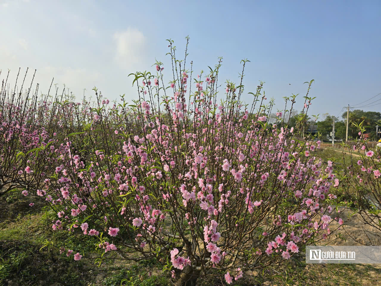 Đ&agrave;o nở sớm v&agrave; giọt nước mắt của người n&ocirc;ng d&acirc;n - Ảnh 5.