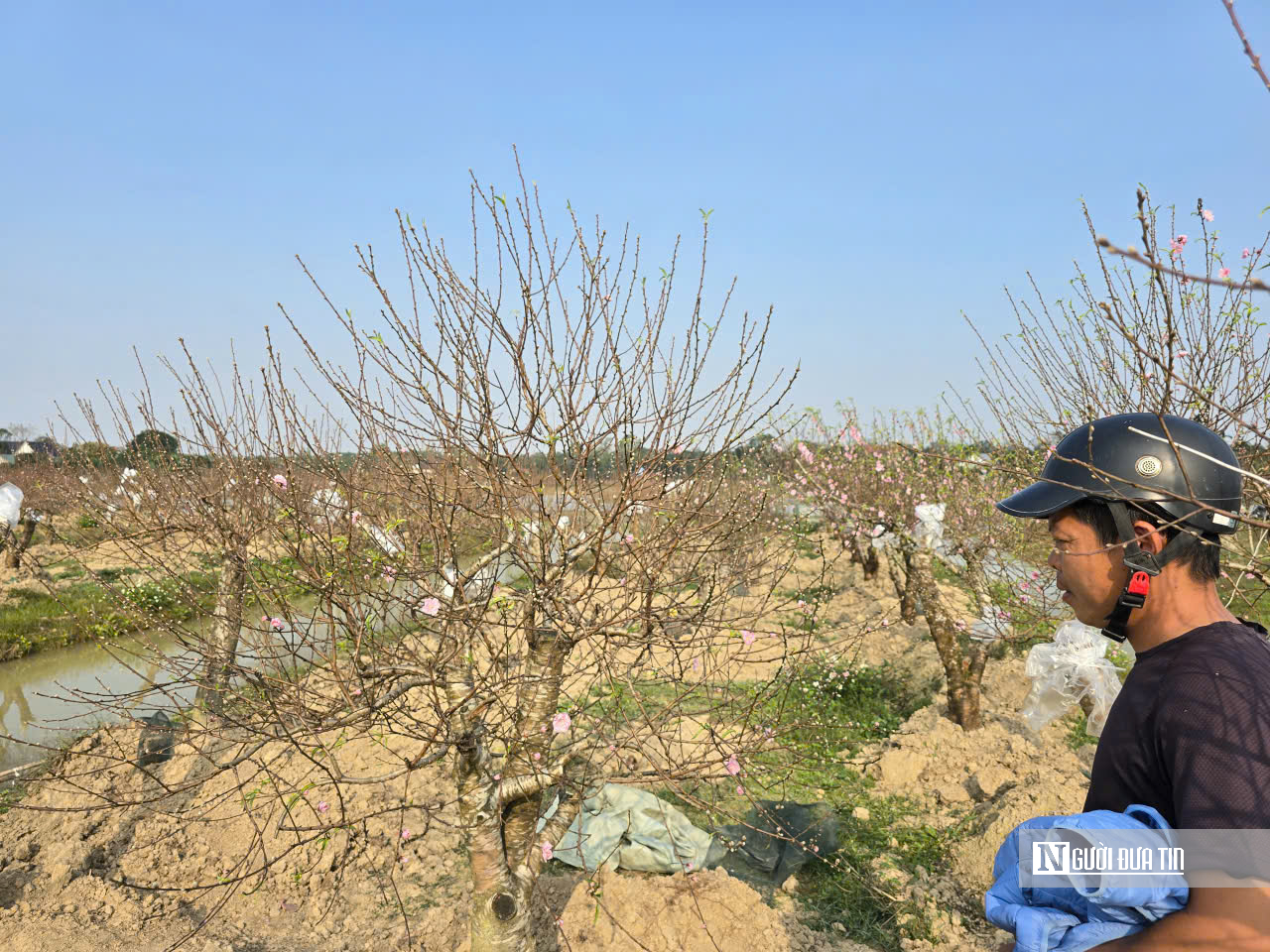 Đ&agrave;o nở sớm v&agrave; giọt nước mắt của người n&ocirc;ng d&acirc;n - Ảnh 4.