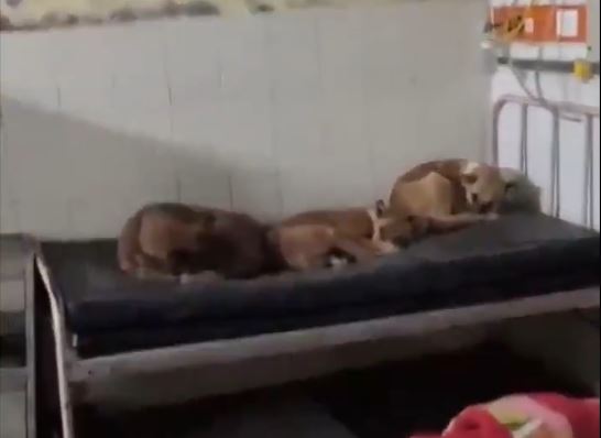 Sốc cảnh 3 con ch&oacute; thản nhi&ecirc;n l&ecirc;n giường bệnh nh&acirc;n nằm ngủ - Ảnh 1.