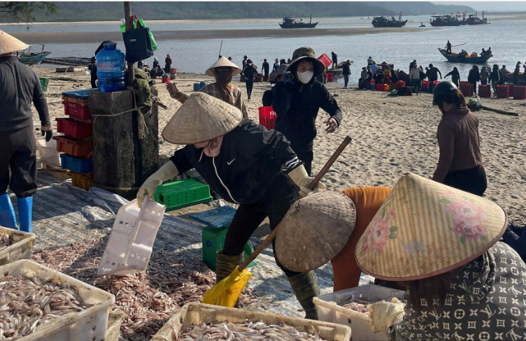 Ngư dân Hà Tĩnh trúng đậm ‘lộc biển’, thu tiền triệu mỗi ngày - Ảnh 1.