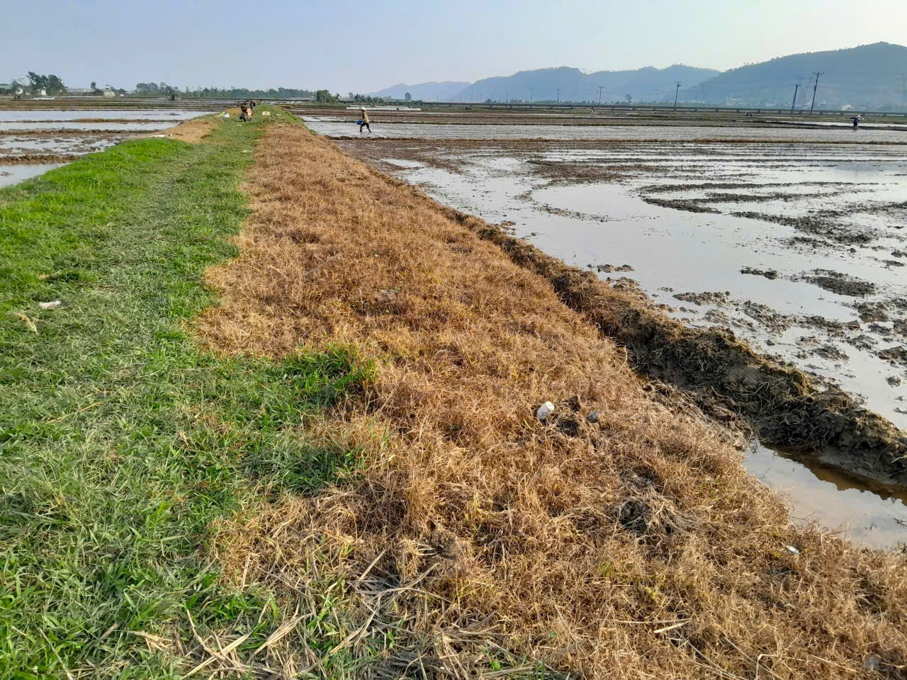 Khi vùng an toàn thực phẩm… không còn an toàn - Ảnh 1.