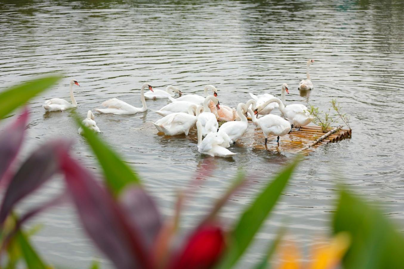 Lamori Resort & Spa lan tỏa vẻ đẹp miền di sản xứ Thanh- Ảnh 2.