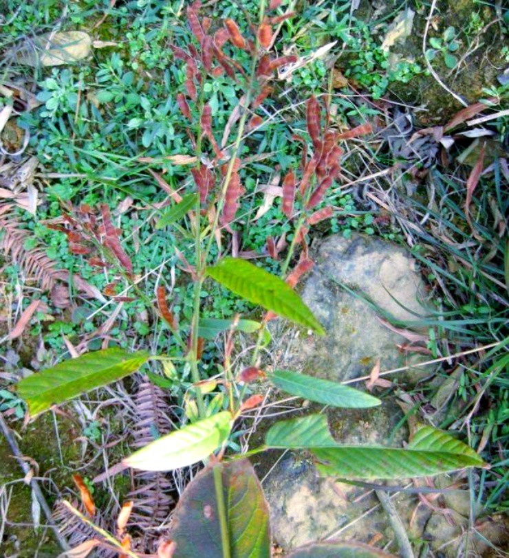 Ra bờ suối hái cây dại "côn trùng" mà kiếm bộn tiền, hơn 500.000 đồng/kg - Ảnh 1.