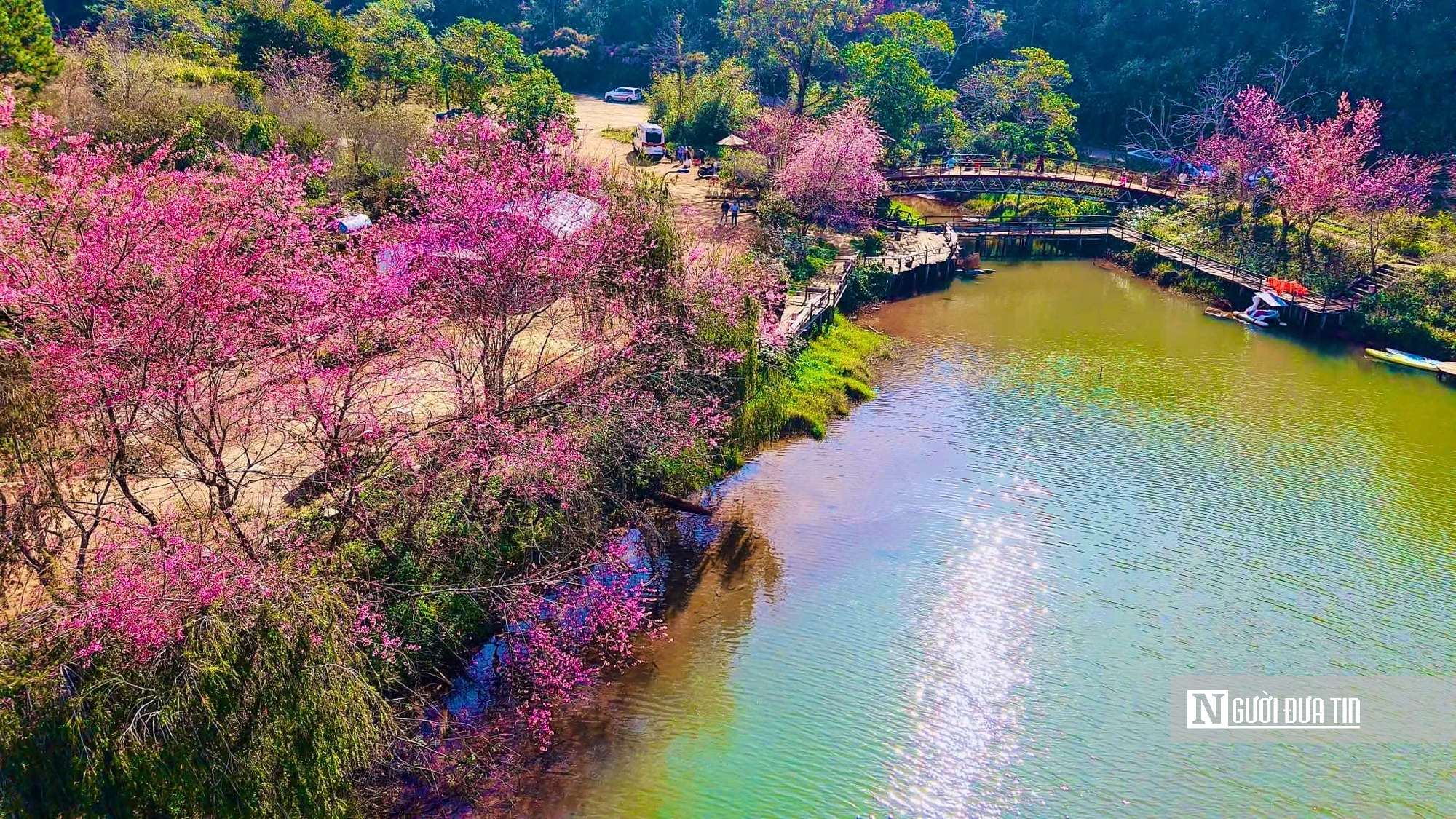 Ngắm hoa anh đ&agrave;o nở nhuộm hồng Măng Đen- Ảnh 1.