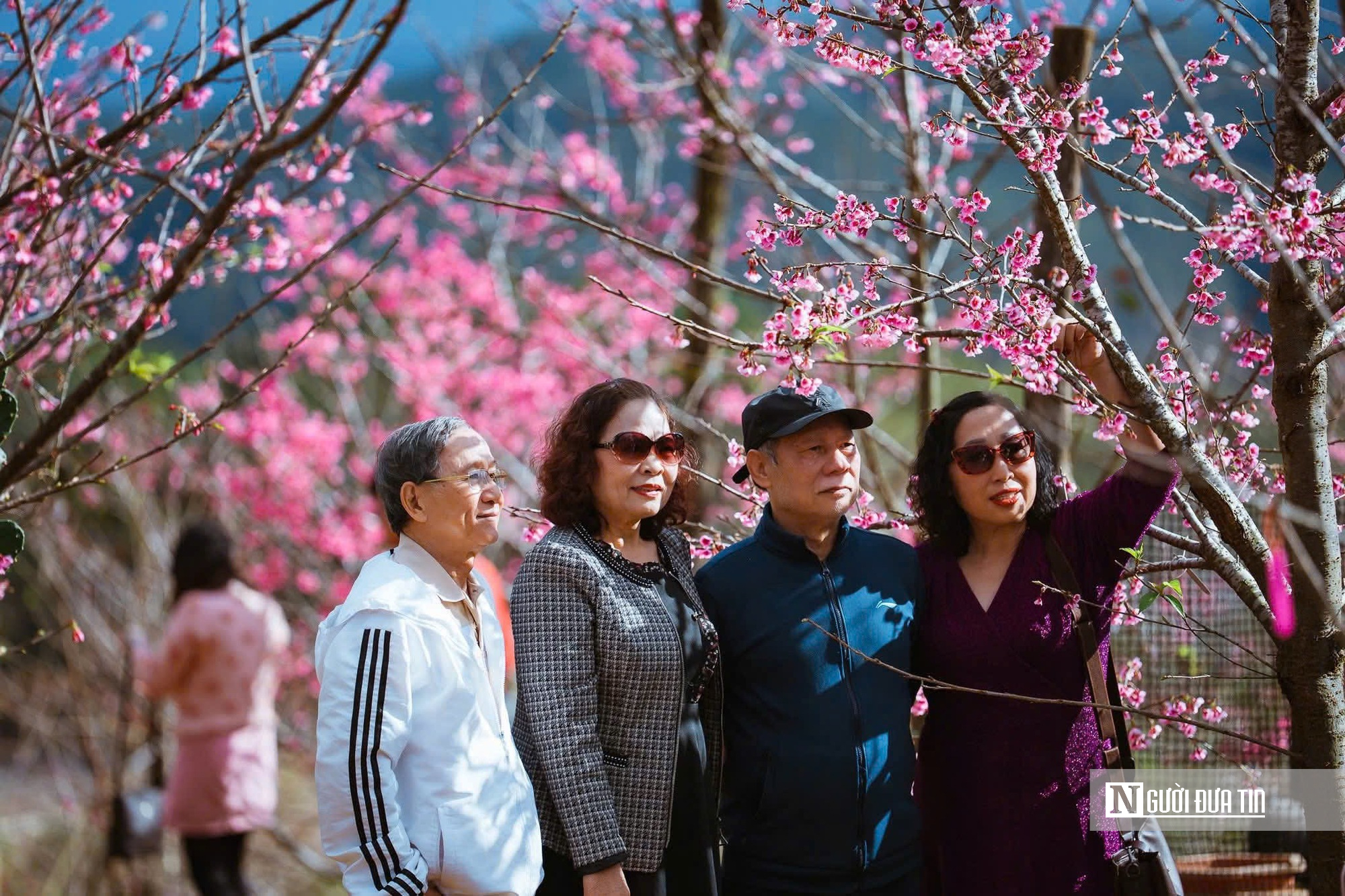 Ngắm hoa anh đ&agrave;o nở nhuộm hồng Măng Đen- Ảnh 2.