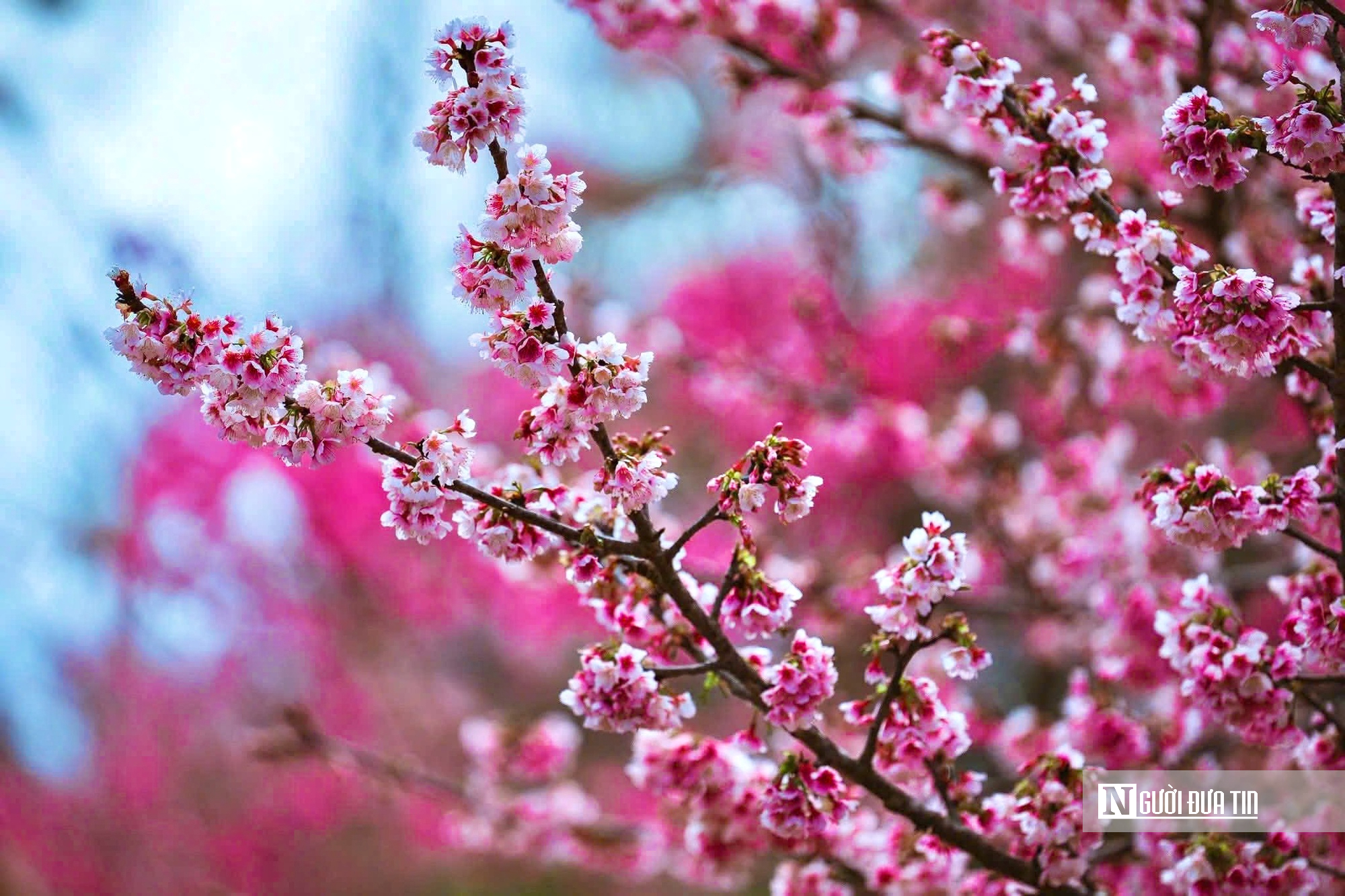 Ngắm hoa anh đ&agrave;o nở nhuộm hồng Măng Đen- Ảnh 3.