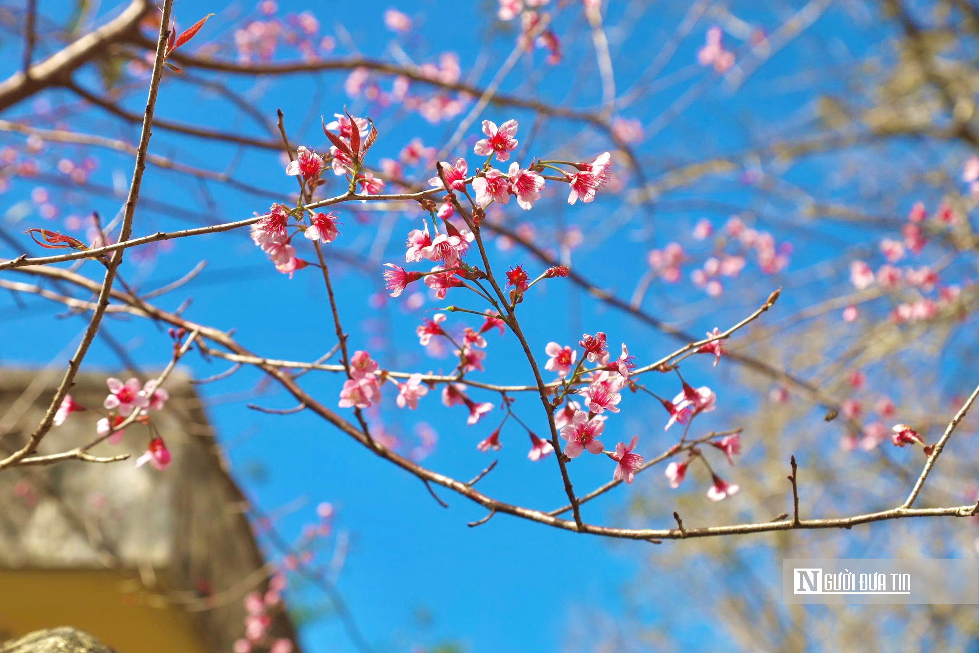 Ngắm hoa anh đ&agrave;o nở nhuộm hồng Măng Đen- Ảnh 4.