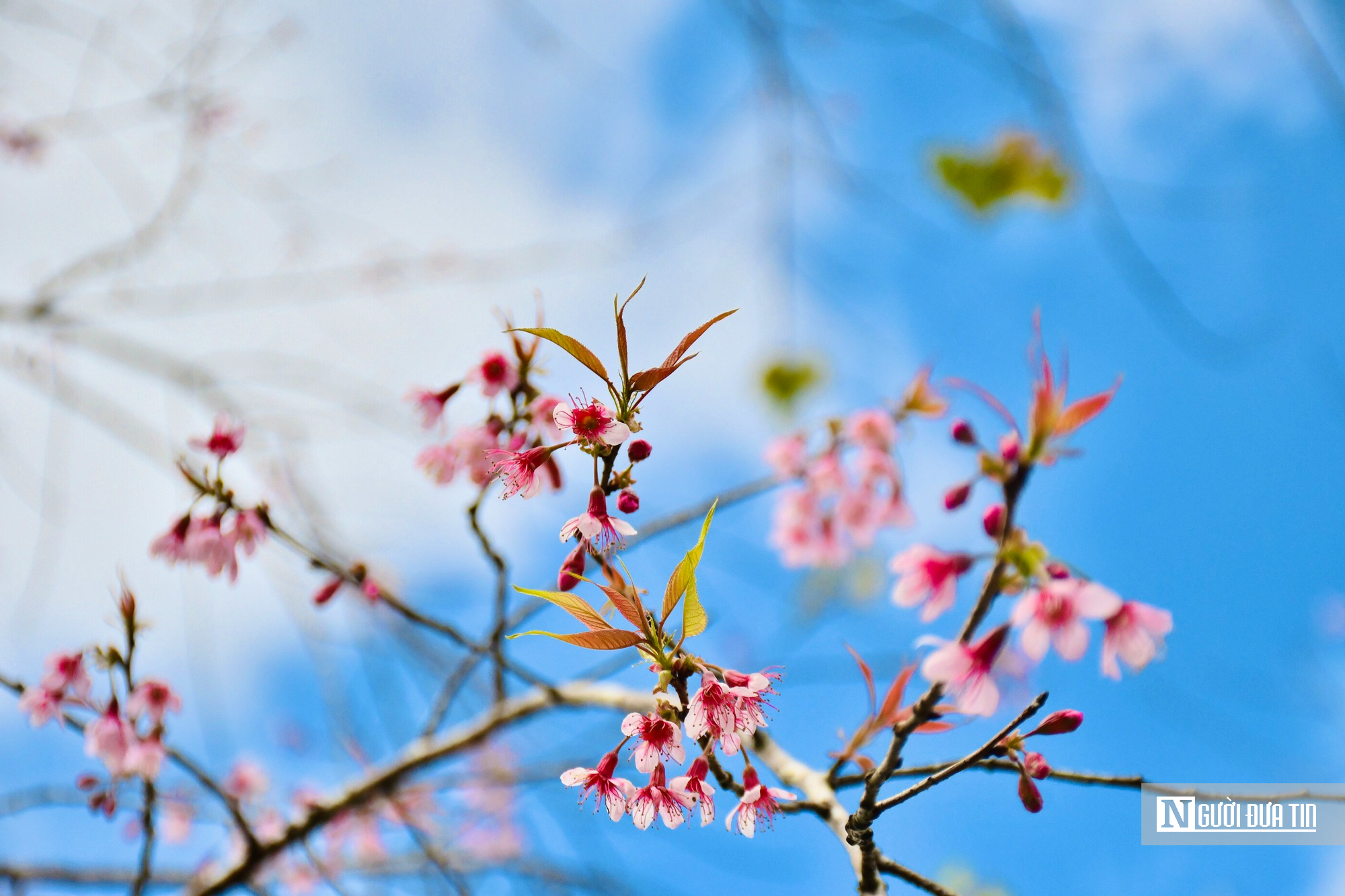 Ngắm hoa anh đào nở nhuộm hồng Măng Đen- Ảnh 8. Ngắm hoa anh đào nở nhuộm hồng Măng Đen- Ảnh 8.
