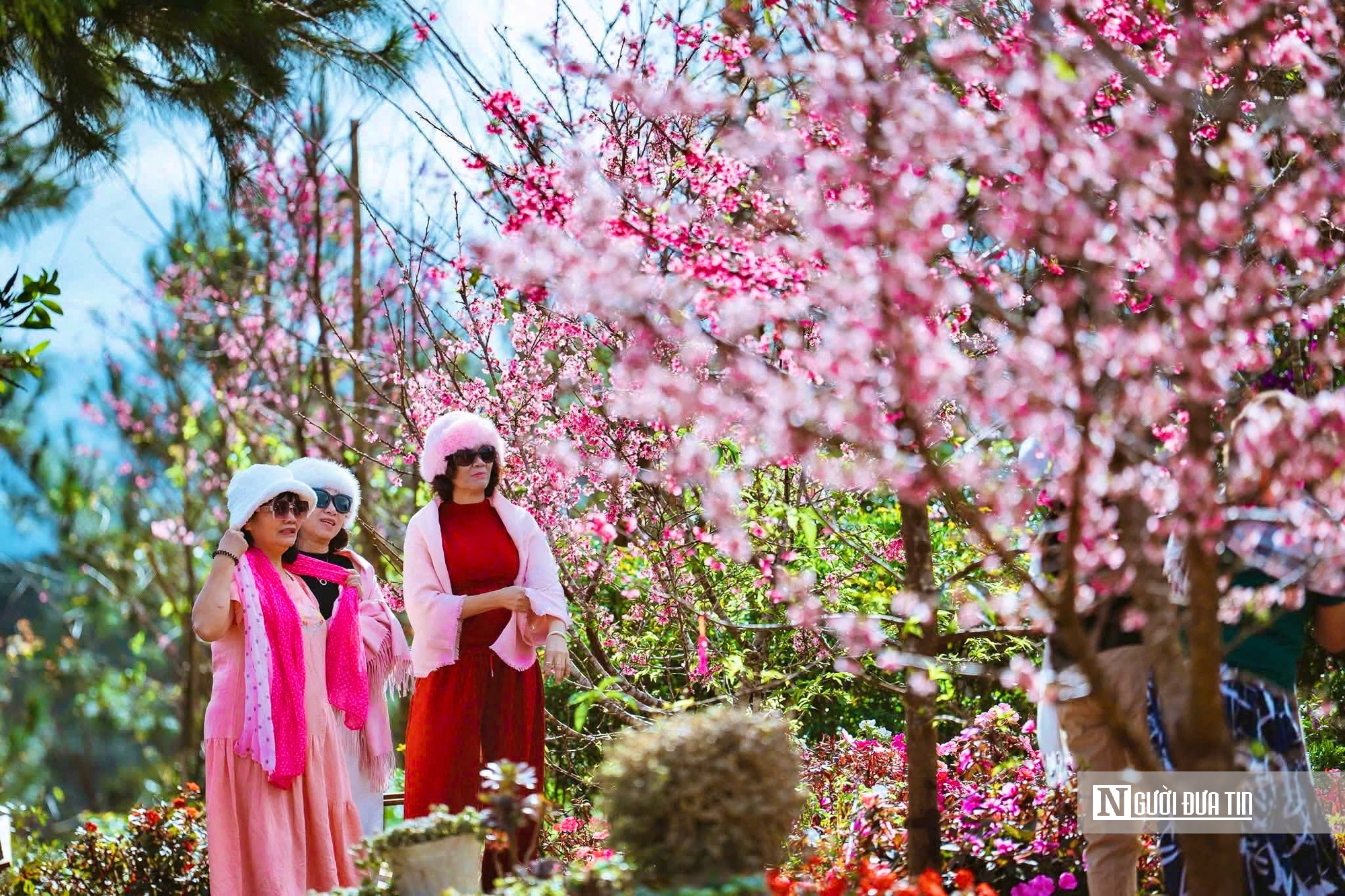 Ngắm hoa anh đào nở nhuộm hồng Măng Đen- Ảnh 9. Ngắm hoa anh đào nở nhuộm hồng Măng Đen- Ảnh 9.