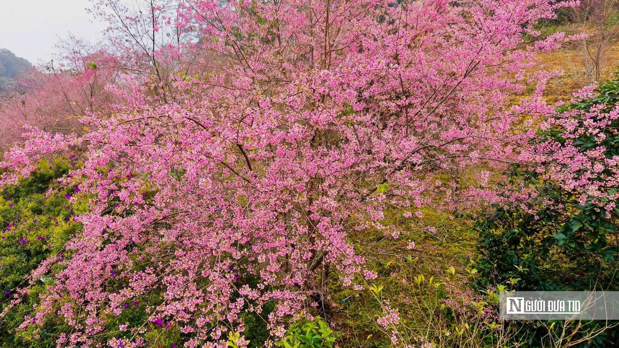 Ngắm hoa anh đ&agrave;o nở nhuộm hồng Măng Đen- Ảnh 11.