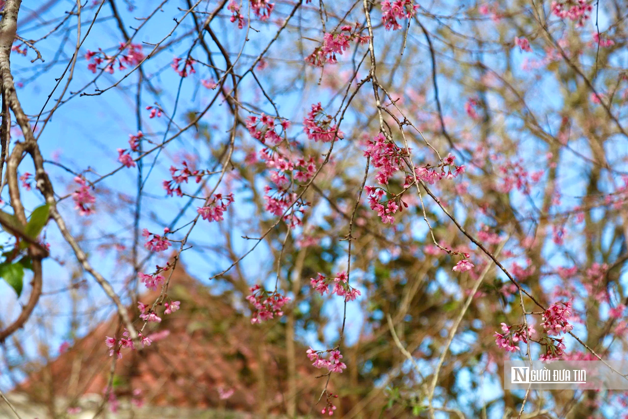 Ngắm hoa anh đ&agrave;o nở nhuộm hồng Măng Đen- Ảnh 12.