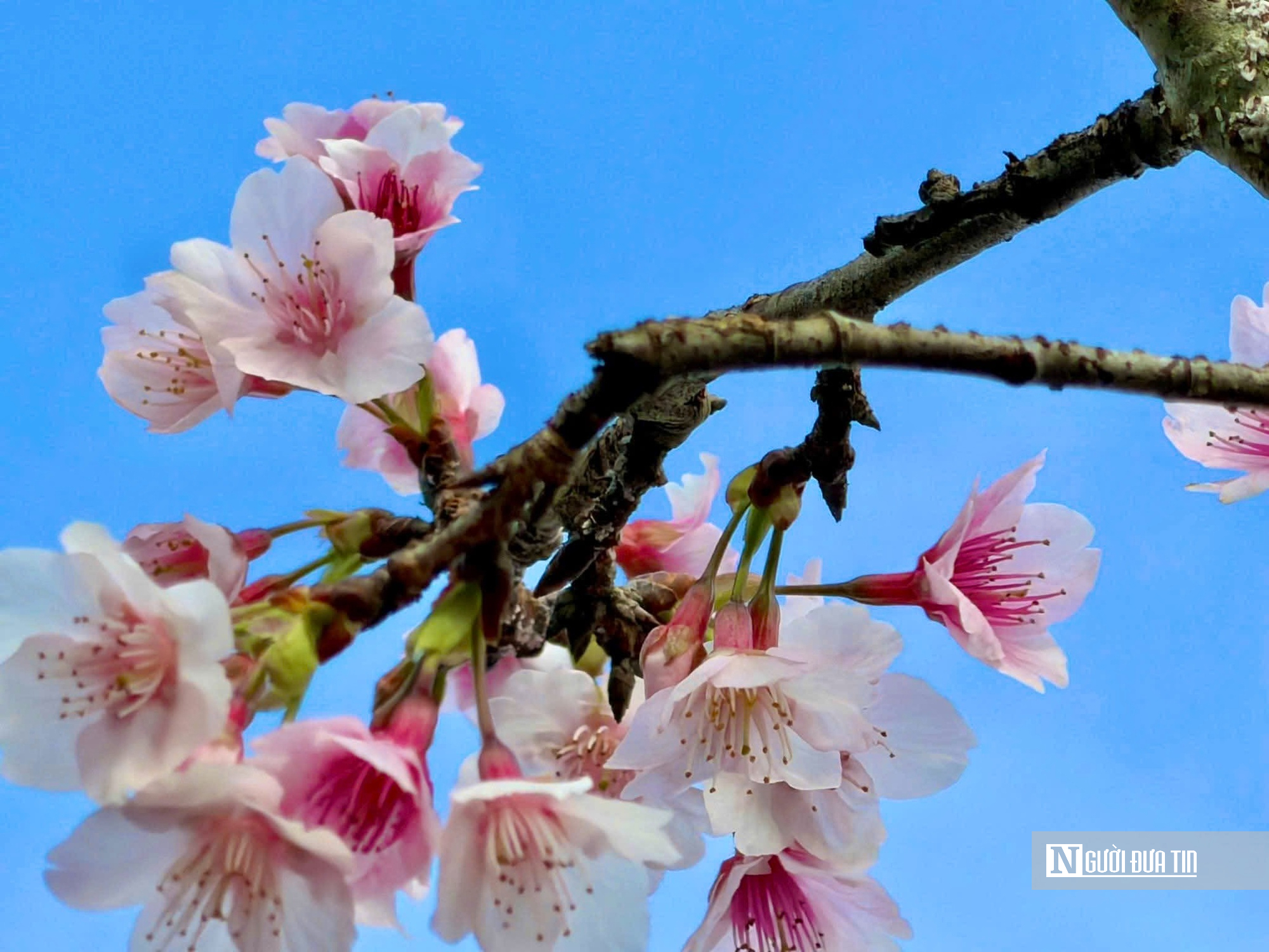 Ngắm hoa anh đ&agrave;o nở nhuộm hồng Măng Đen- Ảnh 13.