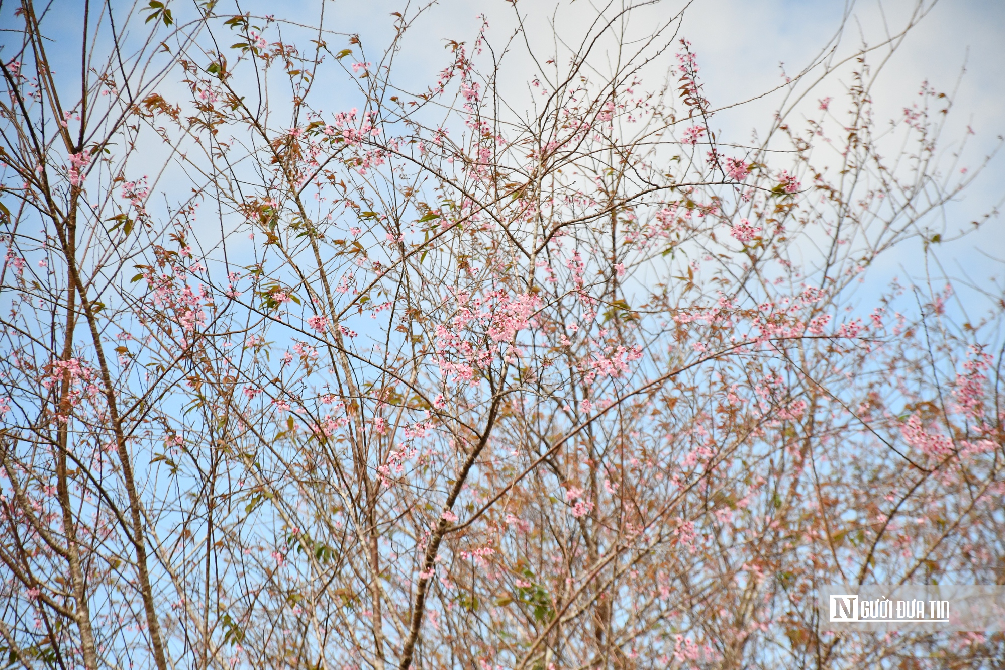 Ngắm hoa anh đ&agrave;o nở nhuộm hồng Măng Đen- Ảnh 14.