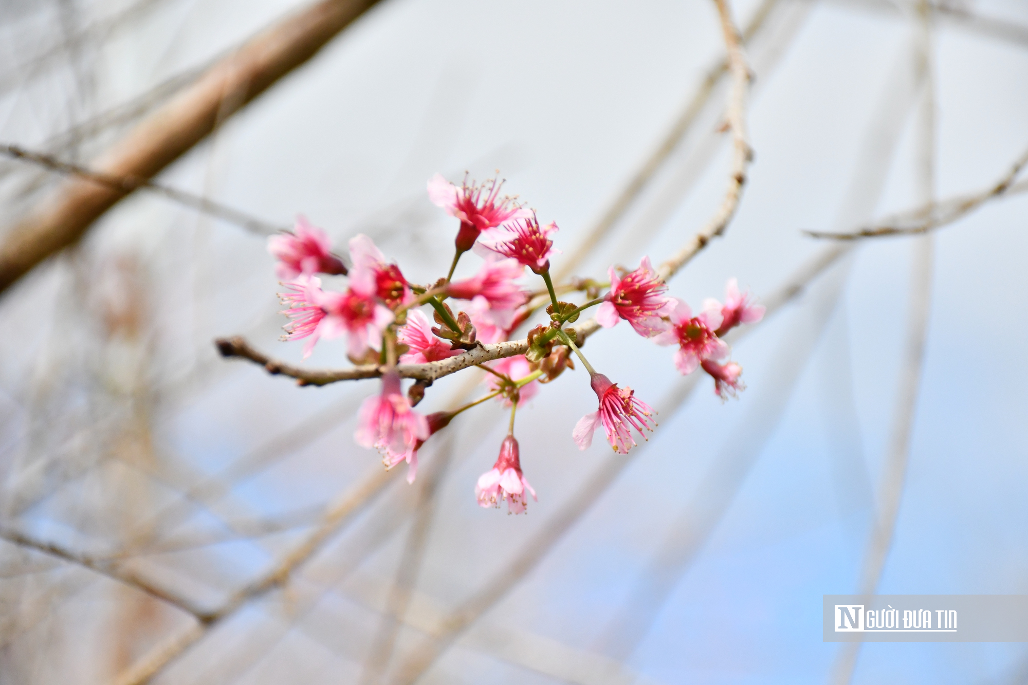 Ngắm hoa anh đ&agrave;o nở nhuộm hồng Măng Đen- Ảnh 15.