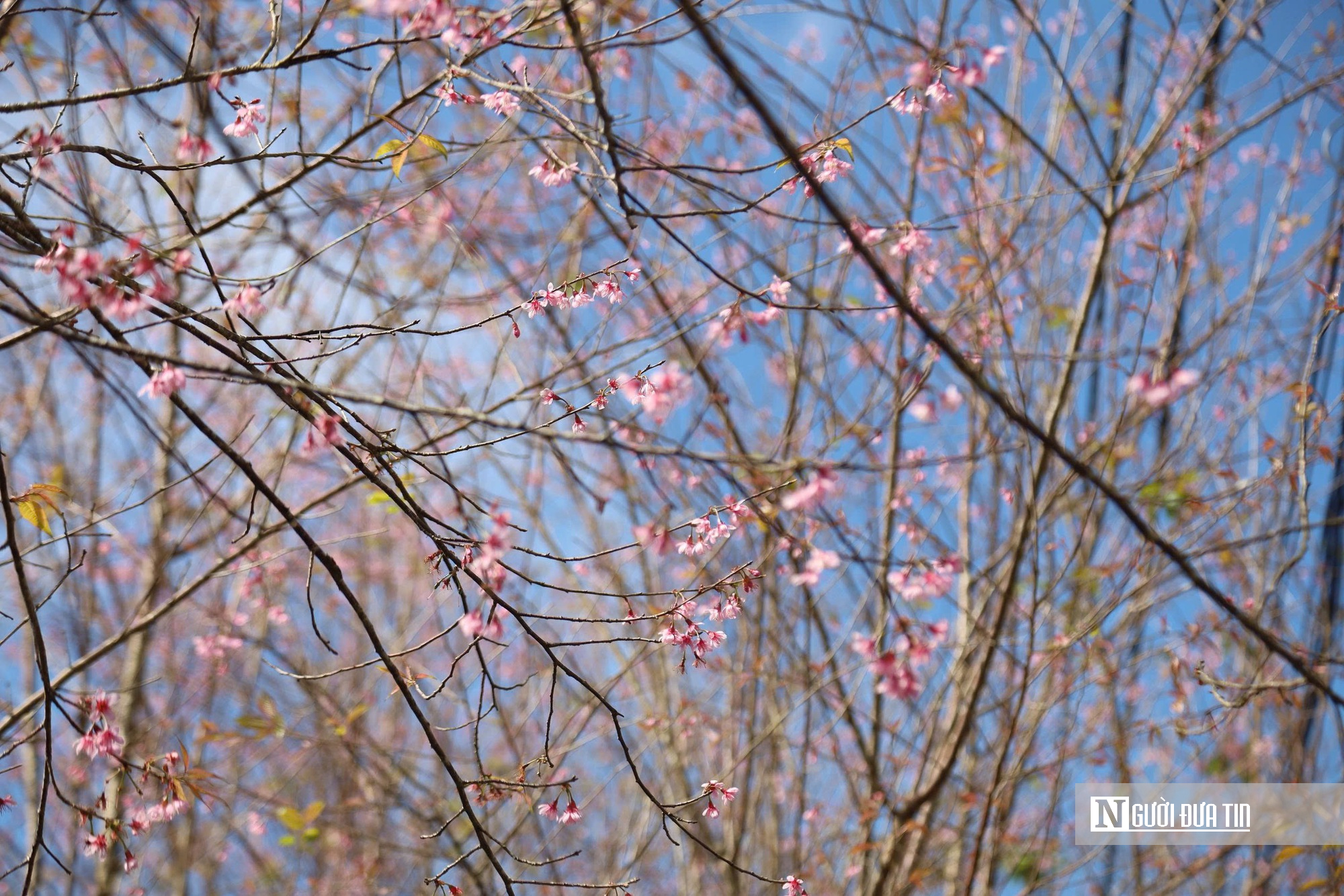 Ngắm hoa anh đào nở nhuộm hồng Măng Đen- Ảnh 5. Ngắm hoa anh đào nở nhuộm hồng Măng Đen- Ảnh 5.