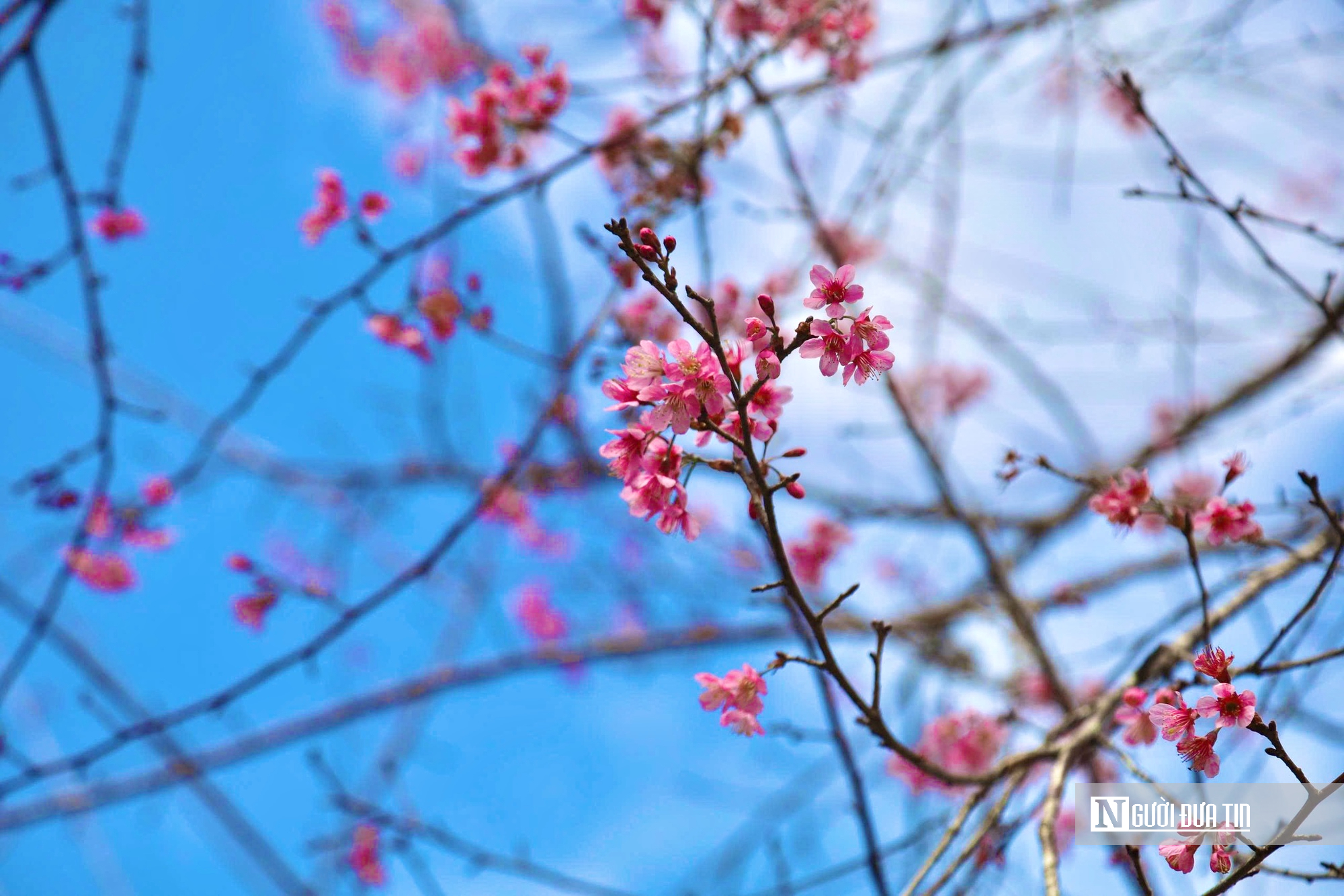 Ngắm hoa anh đào nở nhuộm hồng Măng Đen- Ảnh 6. Ngắm hoa anh đào nở nhuộm hồng Măng Đen- Ảnh 6.