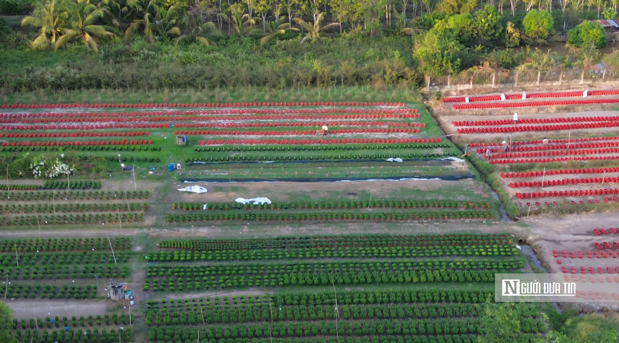 Làng hoa An Cư tất bật vụ Tết, cung ứng hàng chục nghìn chậu hoa ra thị trường- Ảnh 1.