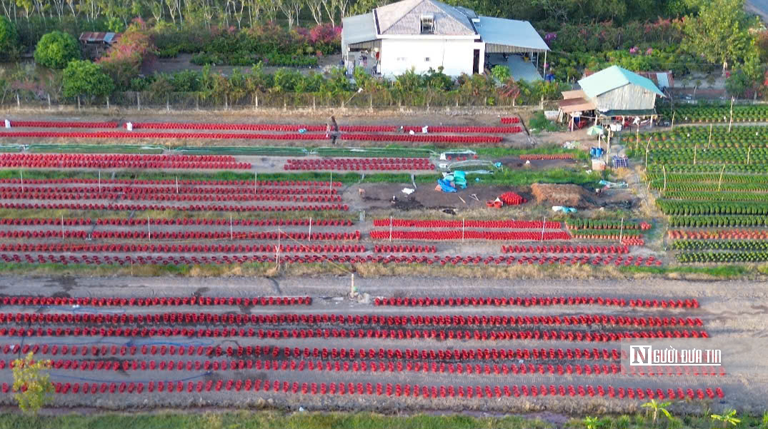 Làng hoa An Cư tất bật vụ Tết, cung ứng hàng chục nghìn chậu hoa ra thị trường- Ảnh 2.