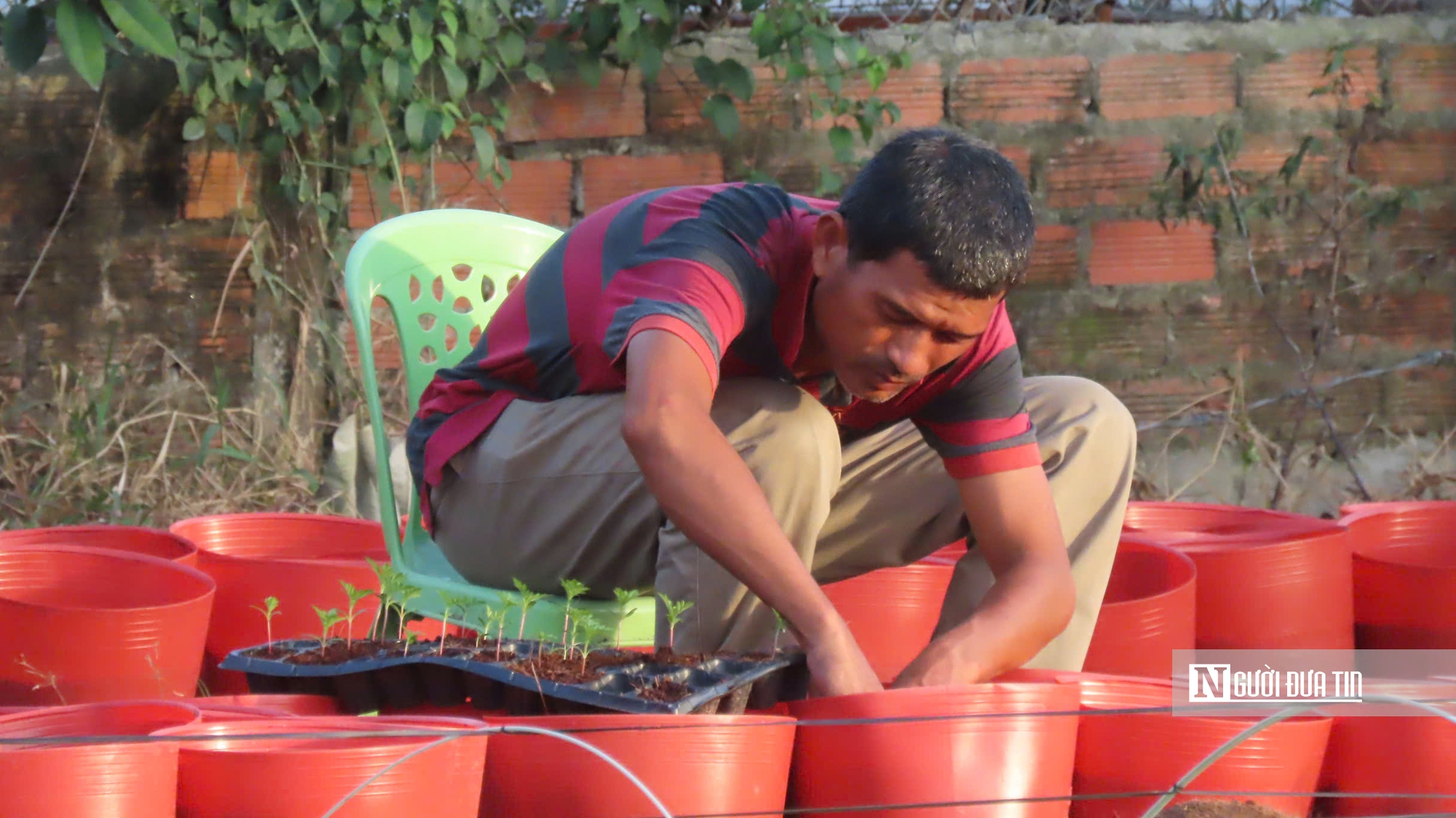 Làng hoa An Cư tất bật vụ Tết, cung ứng hàng chục nghìn chậu hoa ra thị trường- Ảnh 5.