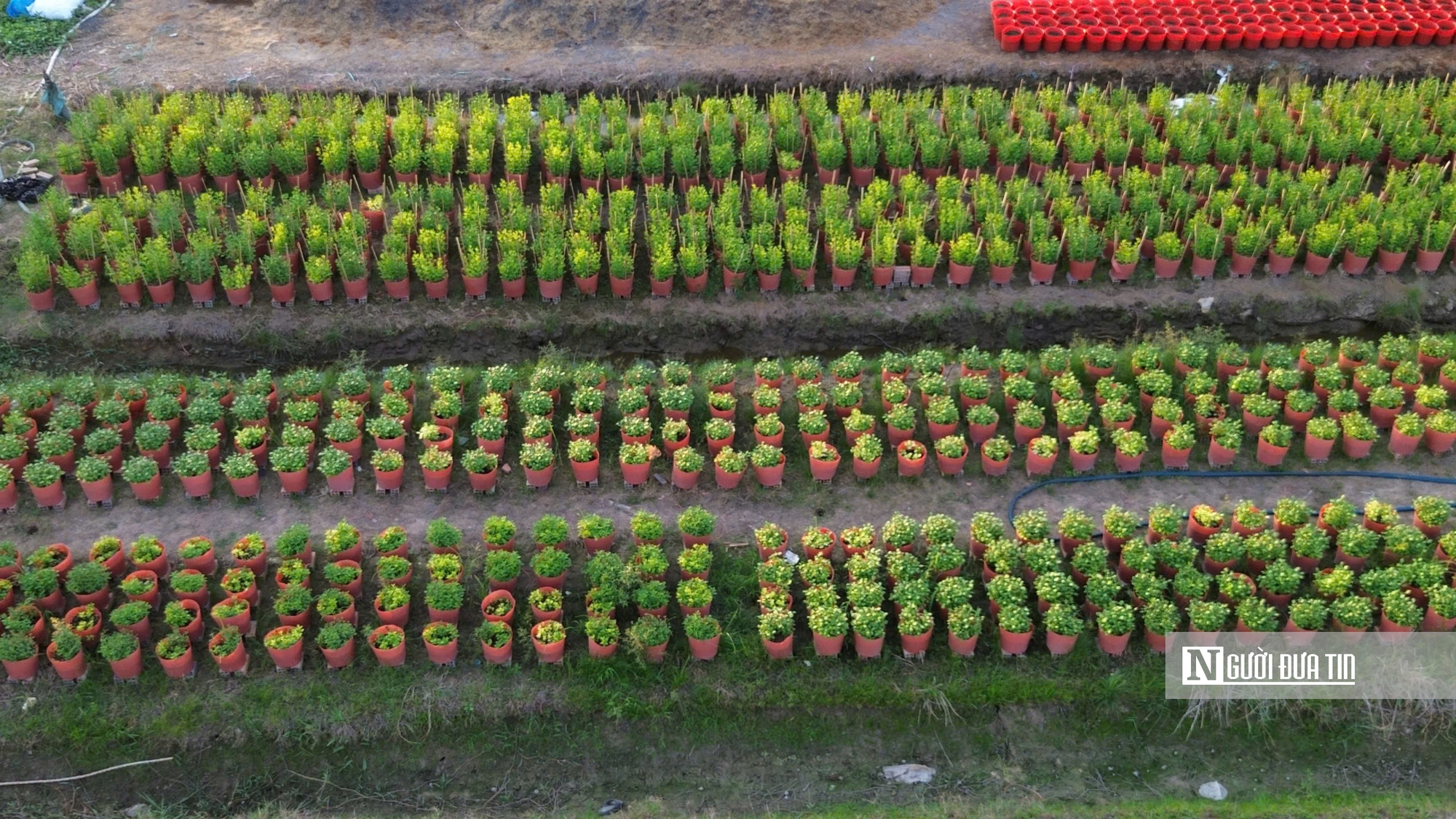 Làng hoa An Cư tất bật vụ Tết, cung ứng hàng chục nghìn chậu hoa ra thị trường- Ảnh 6.