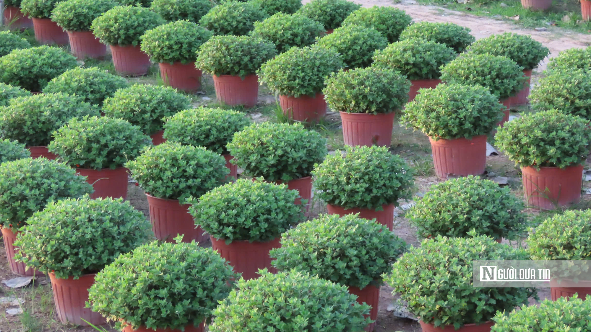 Làng hoa An Cư tất bật vụ Tết, cung ứng hàng chục nghìn chậu hoa ra thị trường- Ảnh 8.