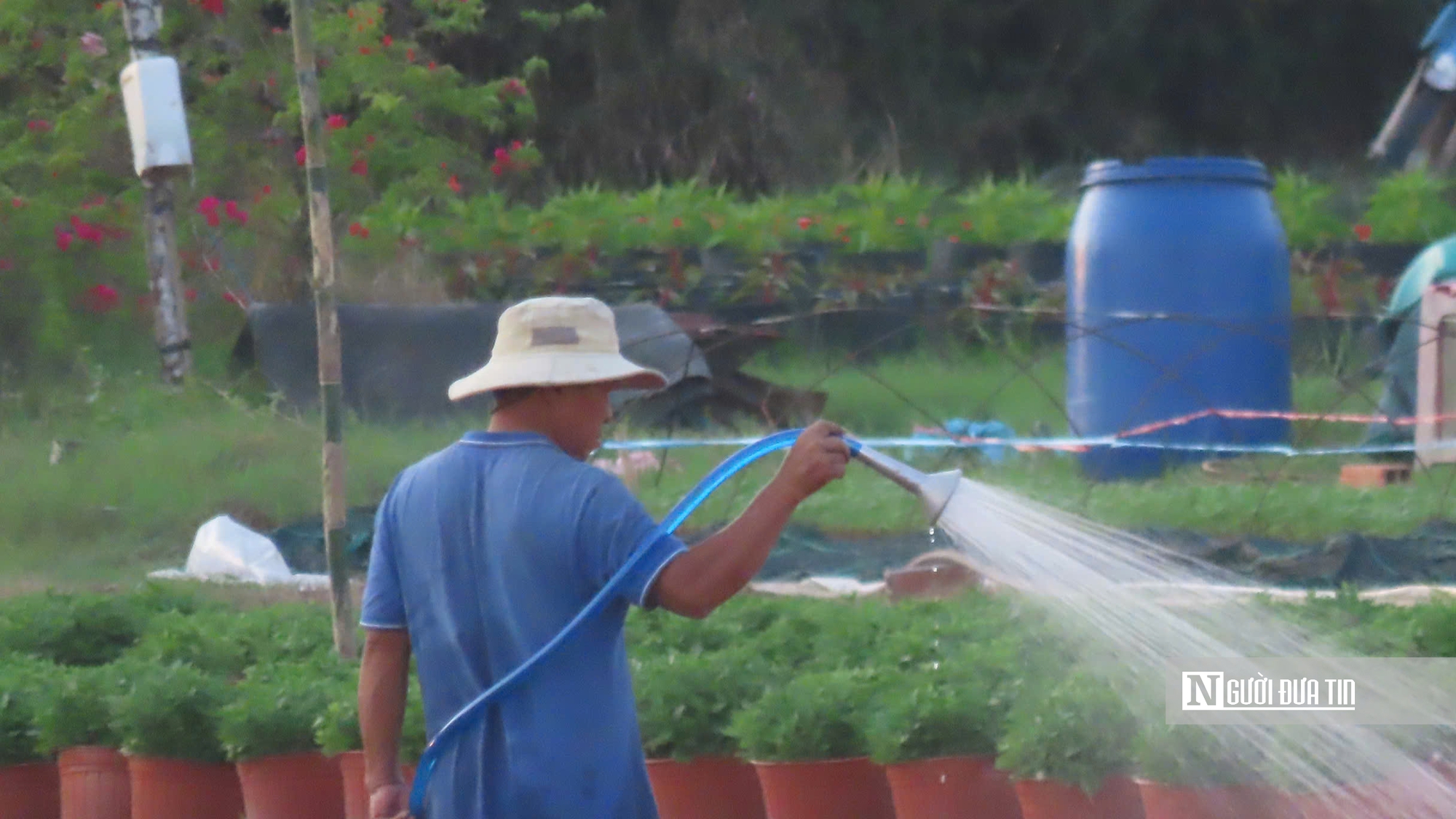 Làng hoa An Cư tất bật vụ Tết, cung ứng hàng chục nghìn chậu hoa ra thị trường- Ảnh 9.