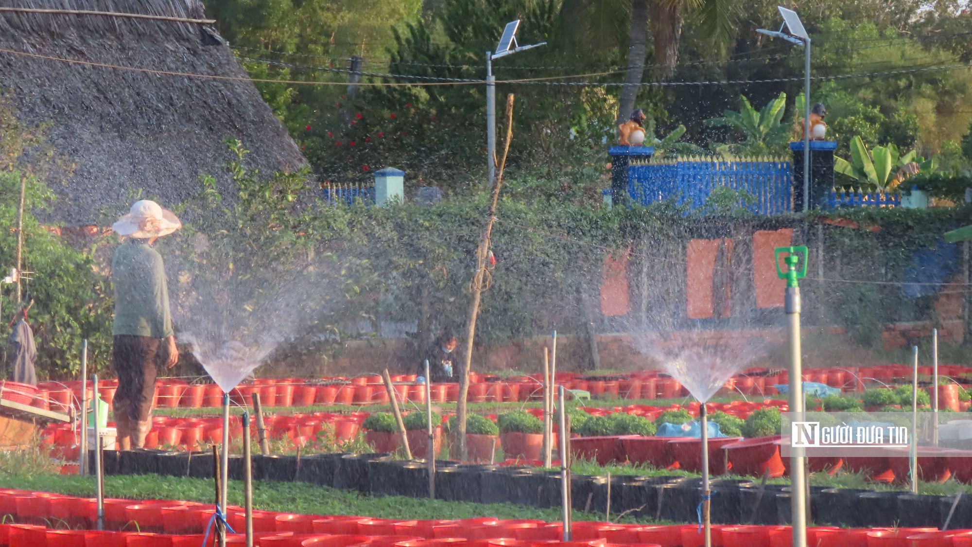 Làng hoa An Cư tất bật vụ Tết, cung ứng hàng chục nghìn chậu hoa ra thị trường- Ảnh 3.