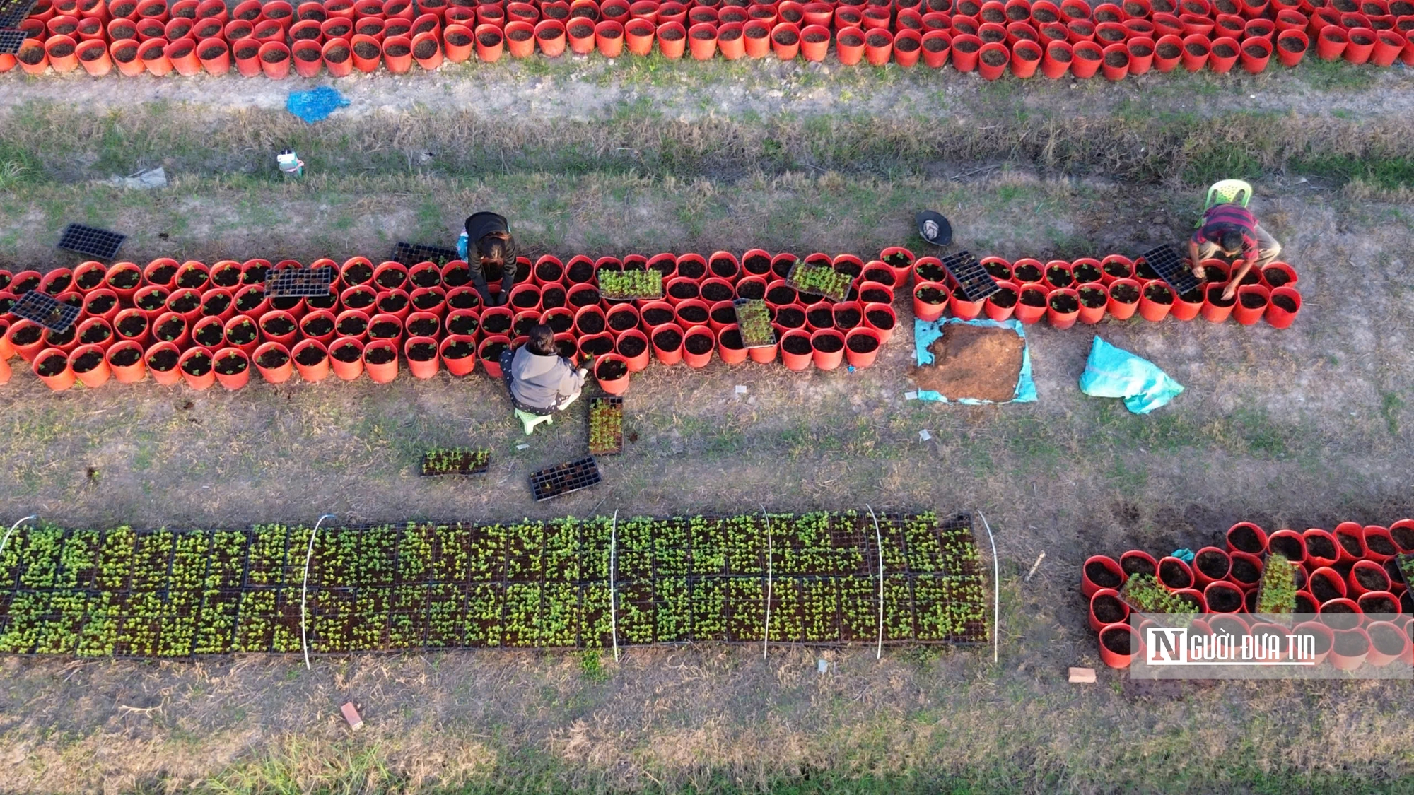 Làng hoa An Cư tất bật vụ Tết, cung ứng hàng chục nghìn chậu hoa ra thị trường- Ảnh 4.