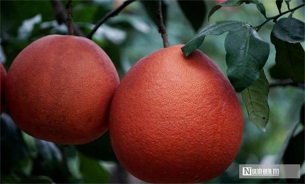 Loại bưởi đỏ rực từng d&acirc;ng vua, nay gi&uacute;p n&ocirc;ng d&acirc;n &ldquo;đếm tiền&rdquo; mỗi dịp Tết- Ảnh 5.