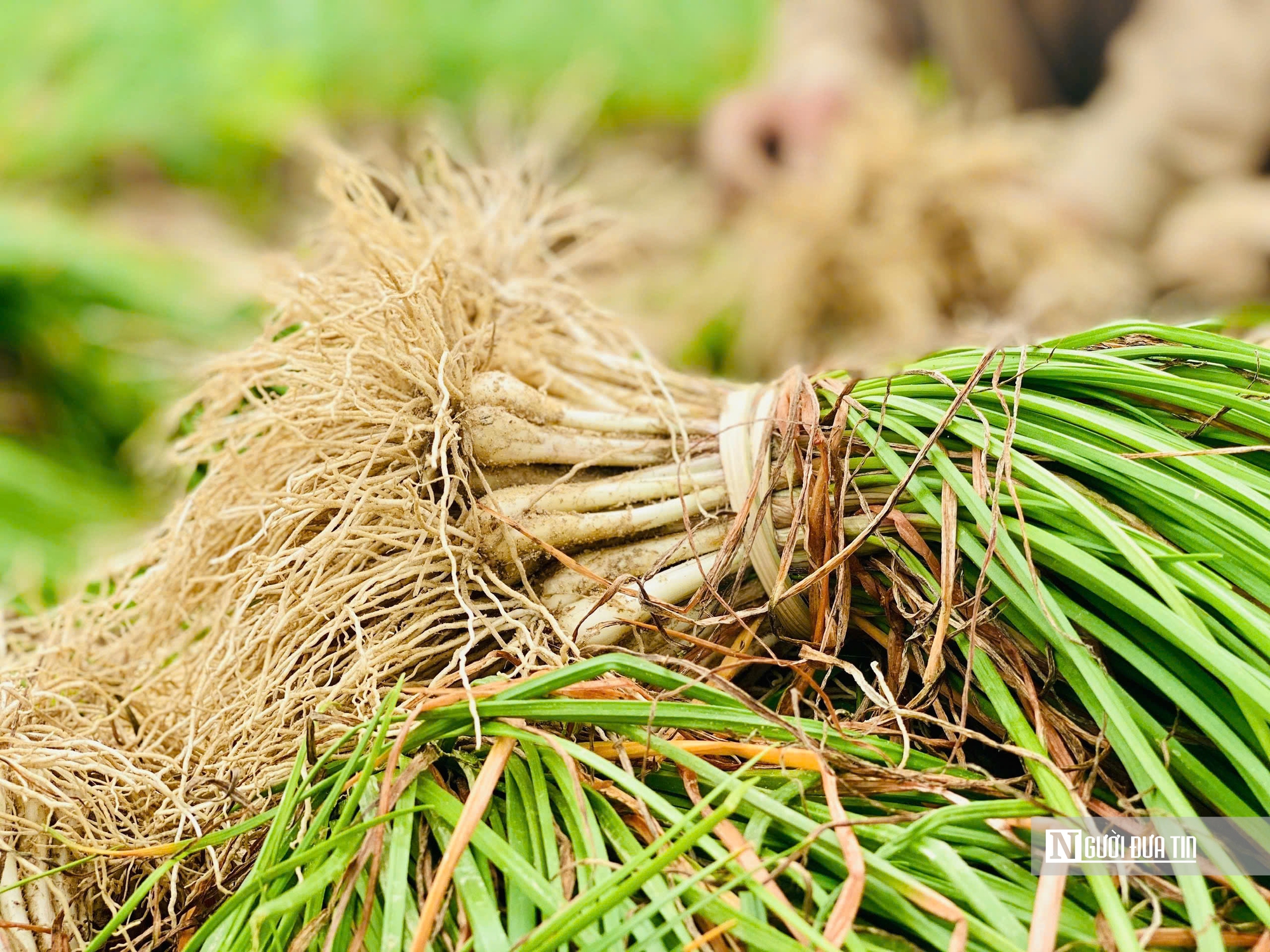 Rộn ràng mùa thu hoạch kiệu ở Quảng Ngãi- Ảnh 5.