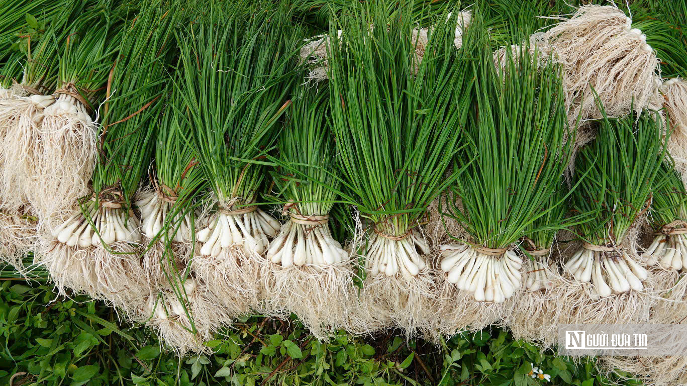 Rộn ràng mùa thu hoạch kiệu ở Quảng Ngãi- Ảnh 6.