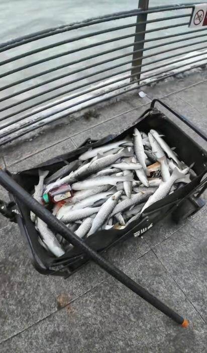 C&aacute; đ&oacute;ng băng tr&ecirc;n mặt nước, người d&acirc;n thi nhau ra bắt - Ảnh 2.