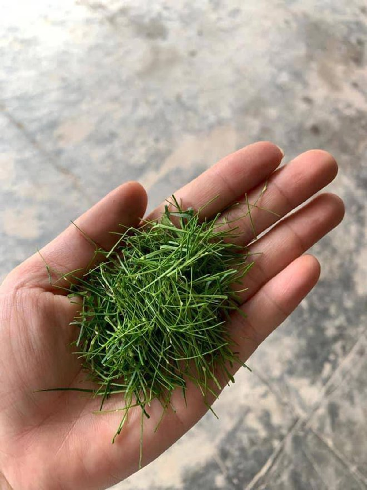 Đừng chỉ ăn quả, lá loại cây này quý như "nhân sâm người nghèo", ở quê rụng đầy gốc - Ảnh 1.