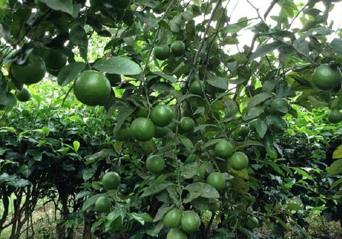 Đừng chỉ ăn quả, lá loại cây này quý như "nhân sâm người nghèo", ở quê rụng đầy gốc - Ảnh 2.