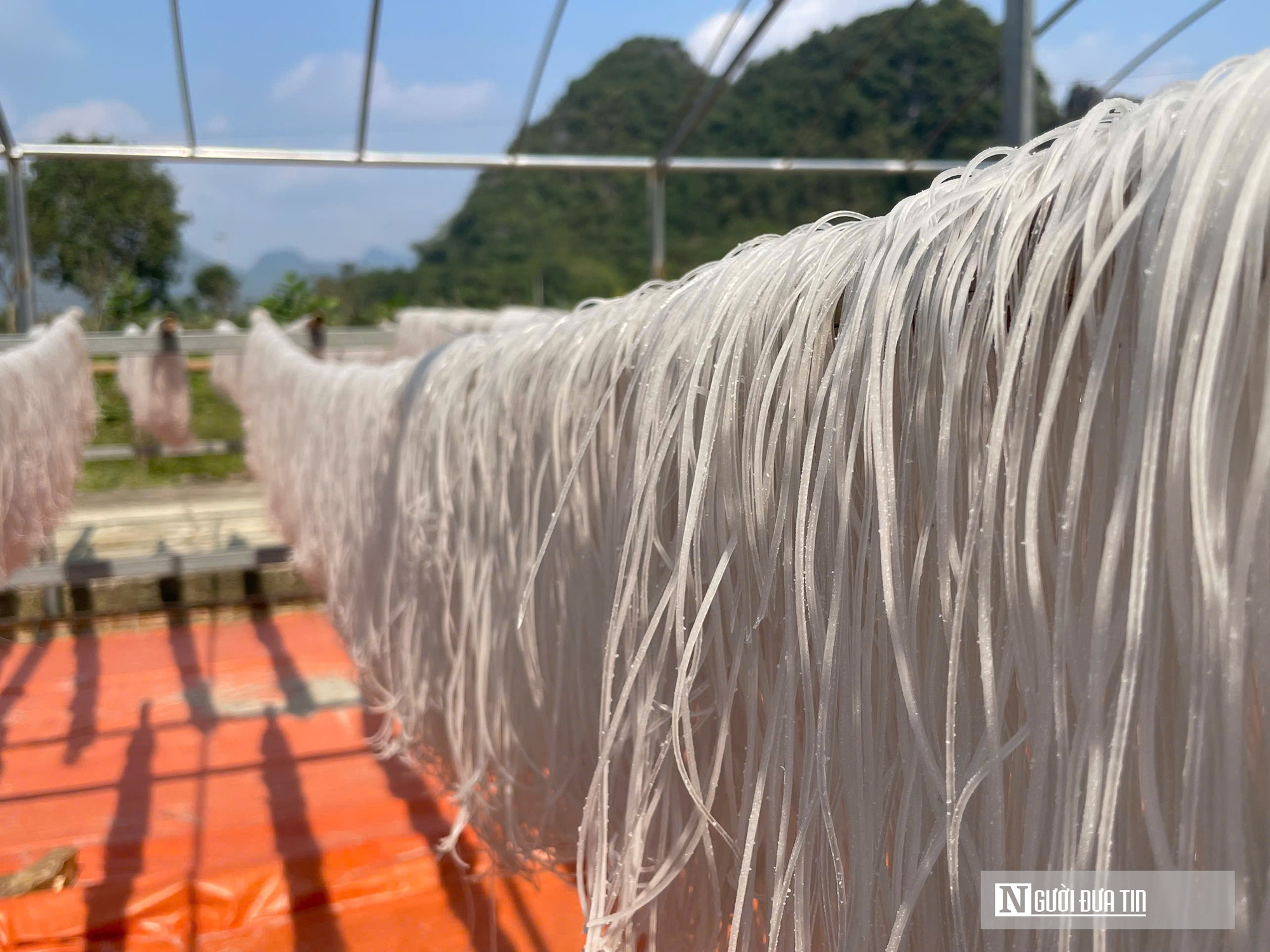 Kỳ vọng Tết no ấm, l&agrave;ng miến dong Cẩm Thạch tất bật v&agrave;o vụ lớn nhất năm - Ảnh 10.