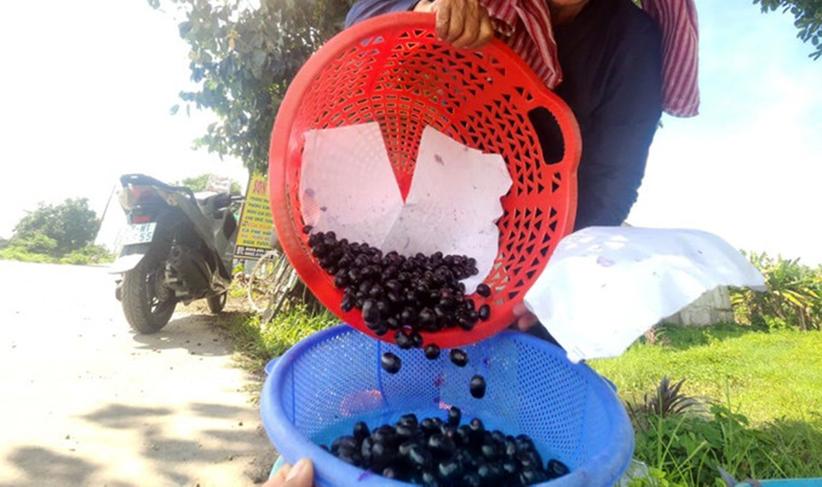 Loại cây dại ở Việt Nam, nay "trời tây" bán nửa triệu/kg vẫn có người rút hầu bao - Ảnh 3.