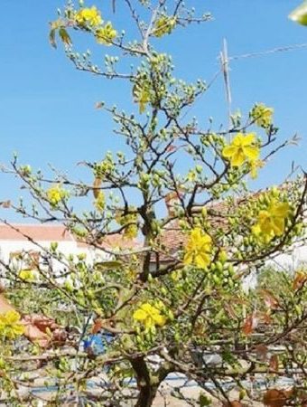 "Đặc sản Tết" kh&ocirc;ng thể thiếu của người miền T&acirc;y - Ảnh 6.