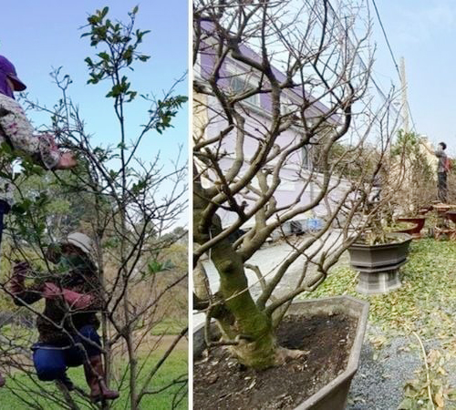 "Đặc sản Tết" kh&ocirc;ng thể thiếu của người miền T&acirc;y - Ảnh 5.