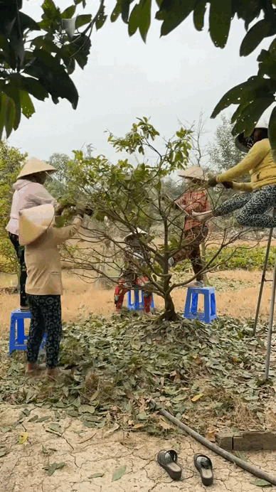 "Đặc sản Tết" không thể thiếu của người miền Tây - Ảnh 3.
