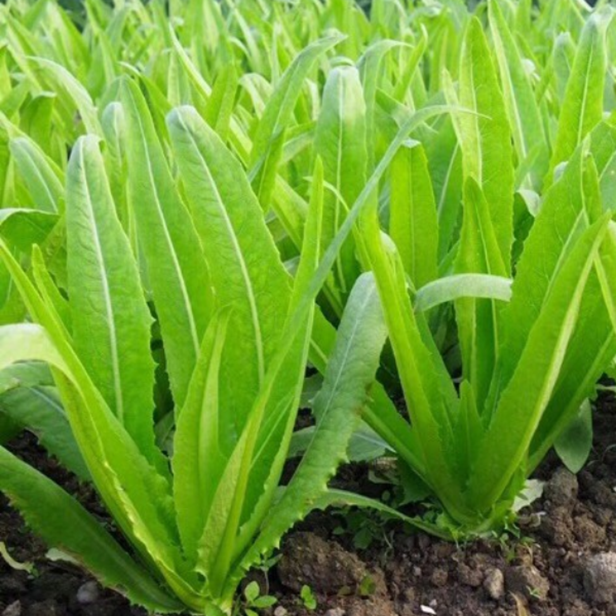 2 loại rau ít "ngậm" thuốc trừ sâu, nhất cái số 1 ngoài chợ rẻ bèo - Ảnh 2.