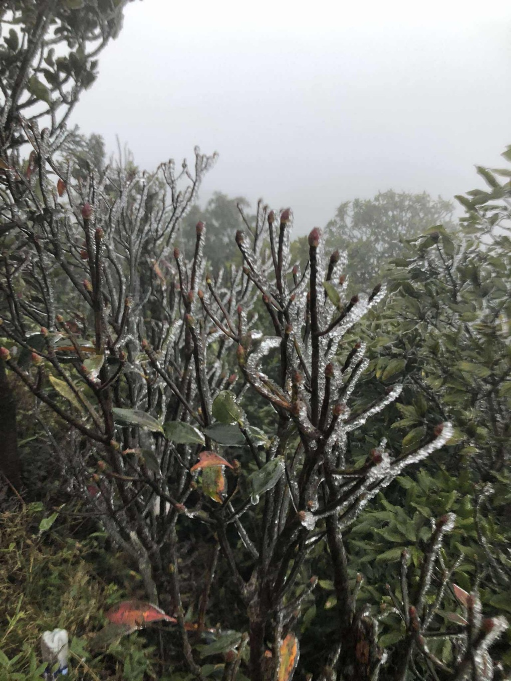 Miền Bắc rét lạ: Mẫu Sơn -1 độ, băng giá phủ trắng; Bắc Ninh rét ngang Sa Pa - Ảnh 1.