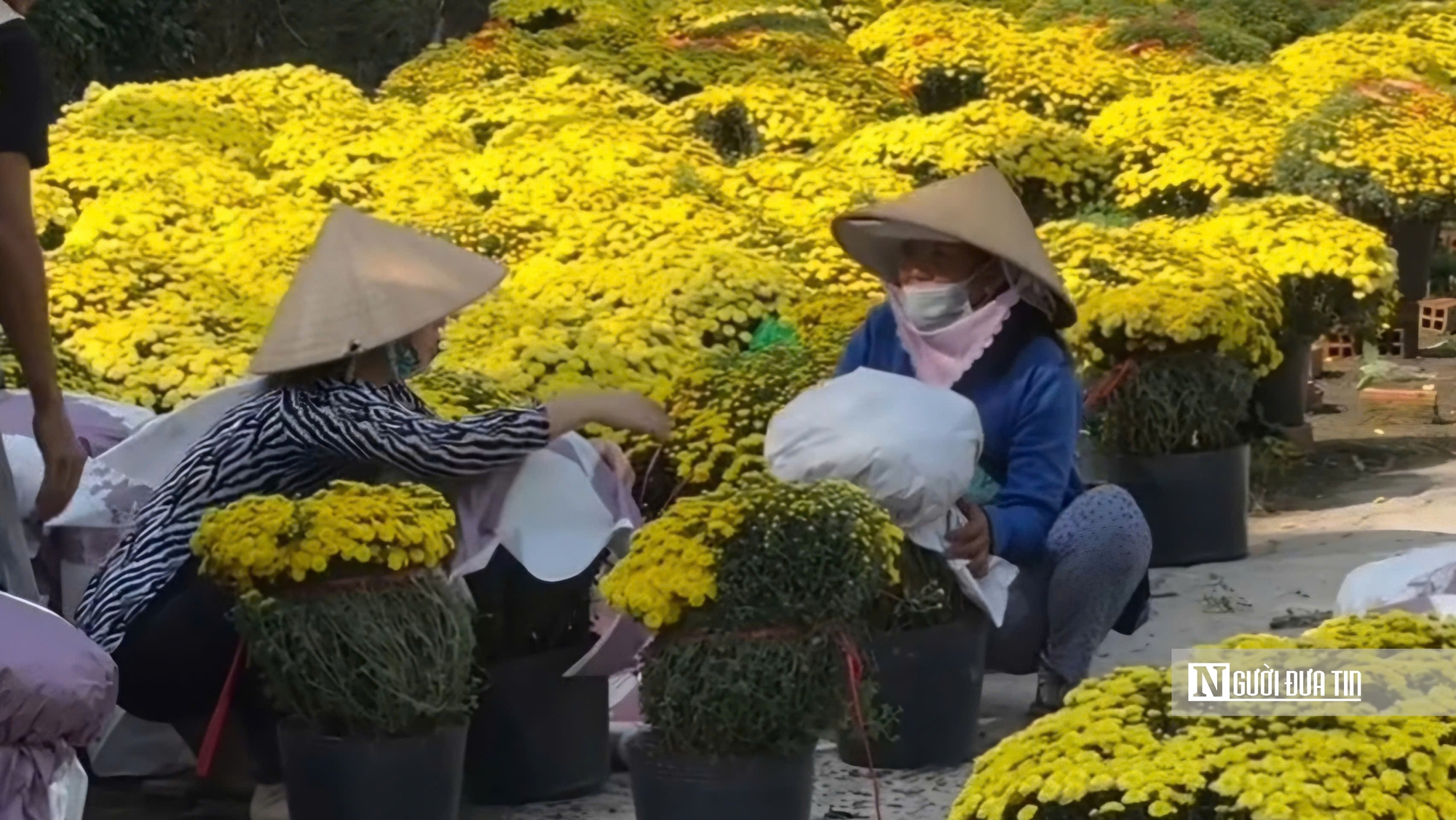 Hoa nở trước mùa, nhưng lòng người đúng Tết - Ảnh 4.