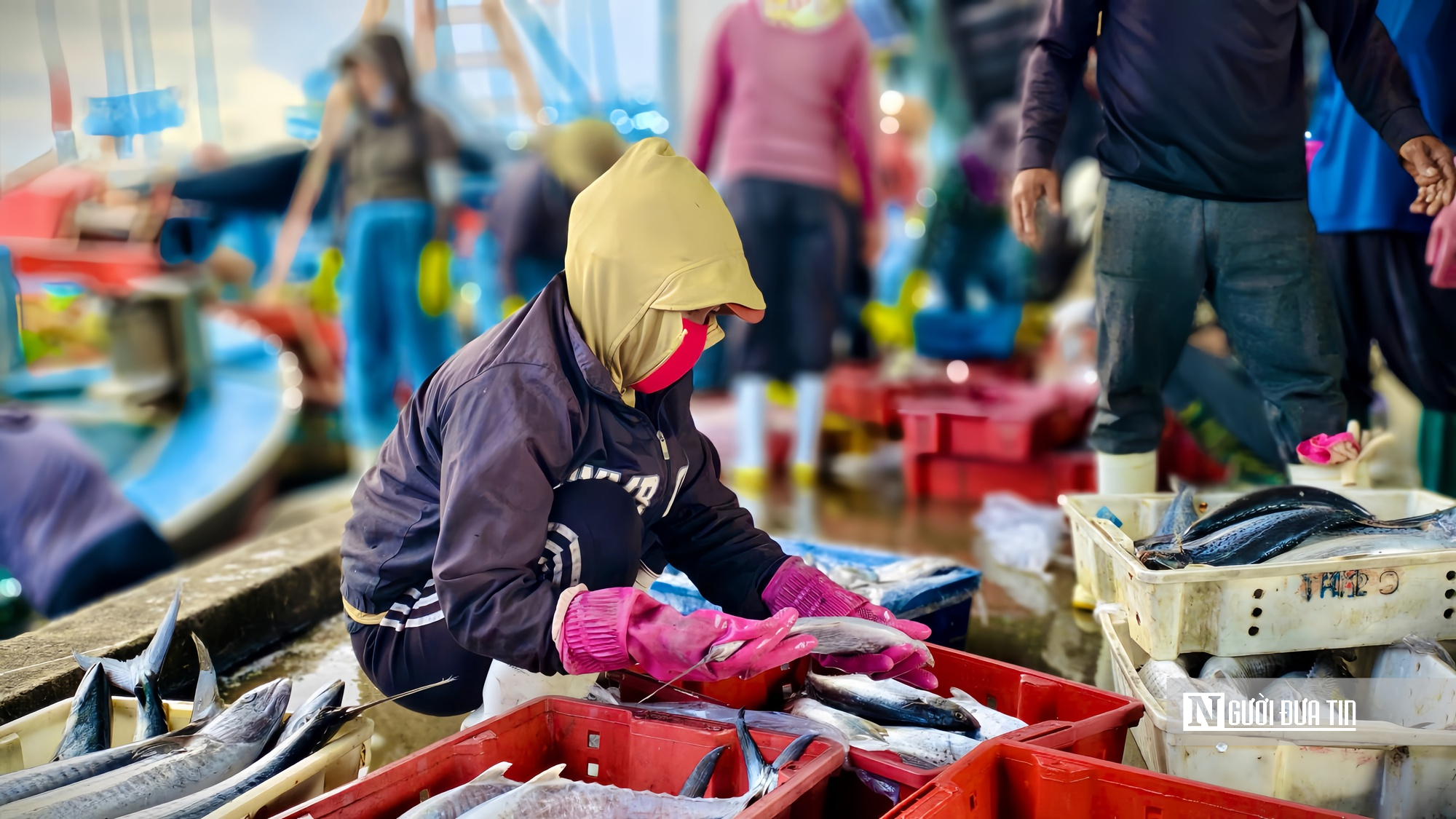 Quảng Ng&atilde;i: Bội thu những chuyến biển cuối năm, thuyền vi&ecirc;n đến c&ocirc;ng nh&acirc;n cảng c&aacute; "ấm bụng" đ&oacute;n Tết- Ảnh 7.