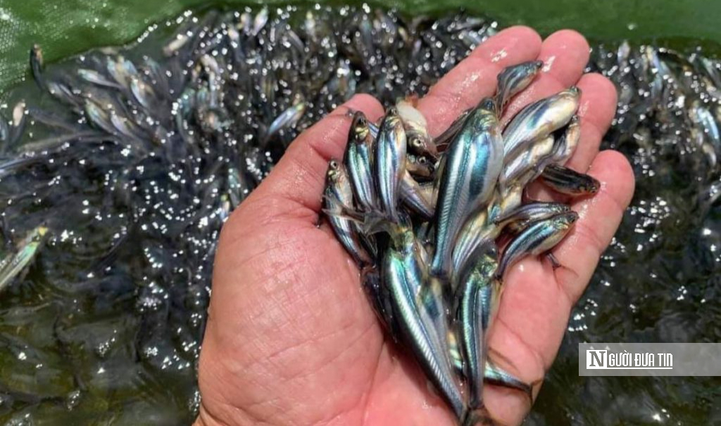 Giá cá tra lập đỉnh: Lợi nhuận “mơ ước” nhưng rủi ro chu kỳ cận kề- Ảnh 2.
