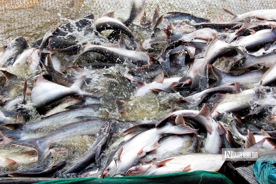 Giá cá tra lập đỉnh: Lợi nhuận “mơ ước” nhưng rủi ro chu kỳ cận kề- Ảnh 3.