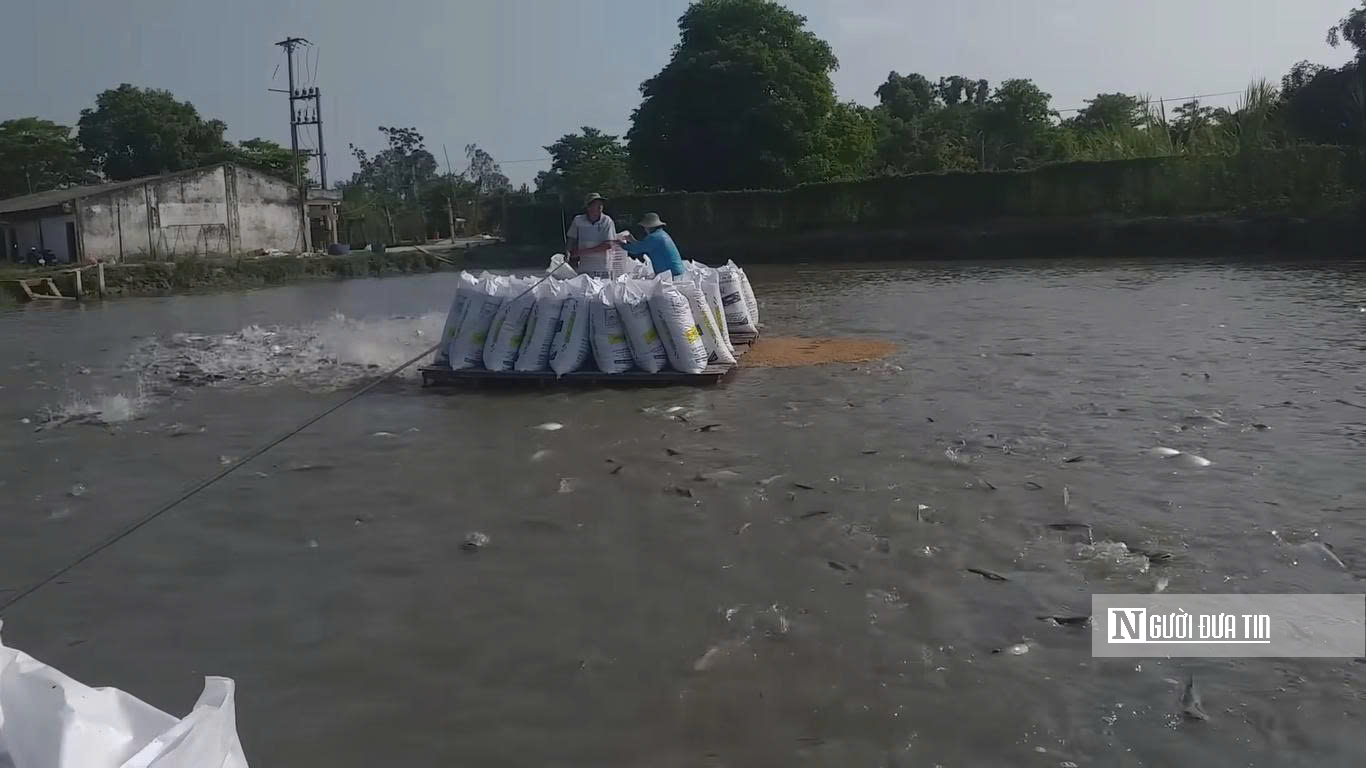 Giá cá tra lập đỉnh: Lợi nhuận “mơ ước” nhưng rủi ro chu kỳ cận kề- Ảnh 1.