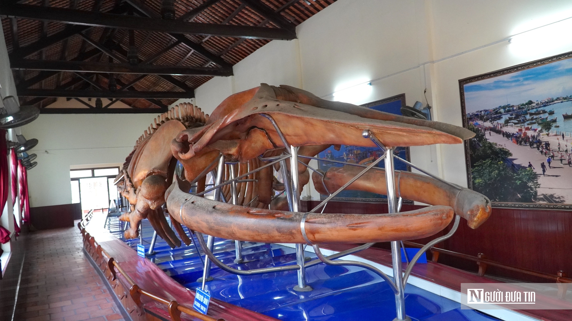 Choáng ngợp trước bộ xương cá voi 22m lớn nhất Đông Nam Á- Ảnh 2. Choáng ngợp trước bộ xương cá voi 22m lớn nhất Đông Nam Á- Ảnh 2.