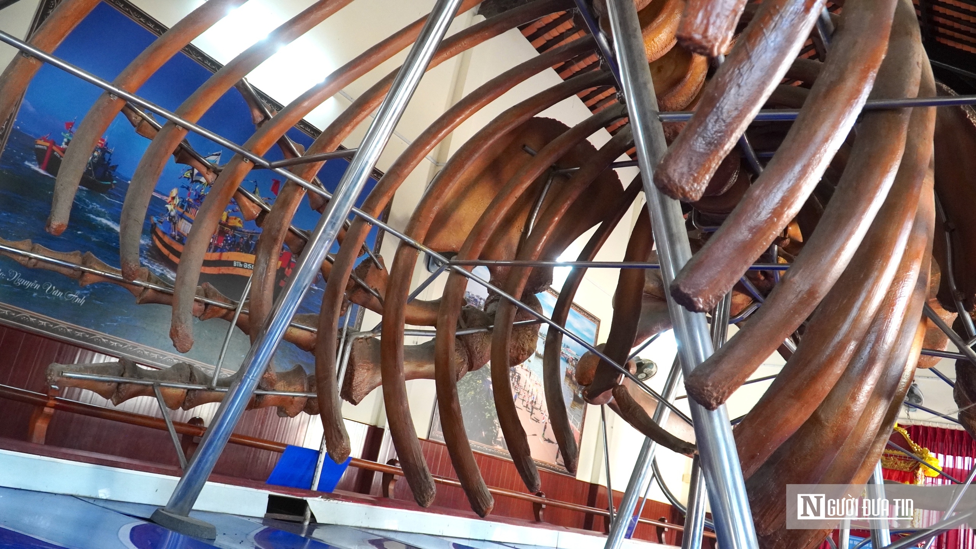 Choáng ngợp trước bộ xương cá voi 22m lớn nhất Đông Nam Á- Ảnh 3. Choáng ngợp trước bộ xương cá voi 22m lớn nhất Đông Nam Á- Ảnh 3.