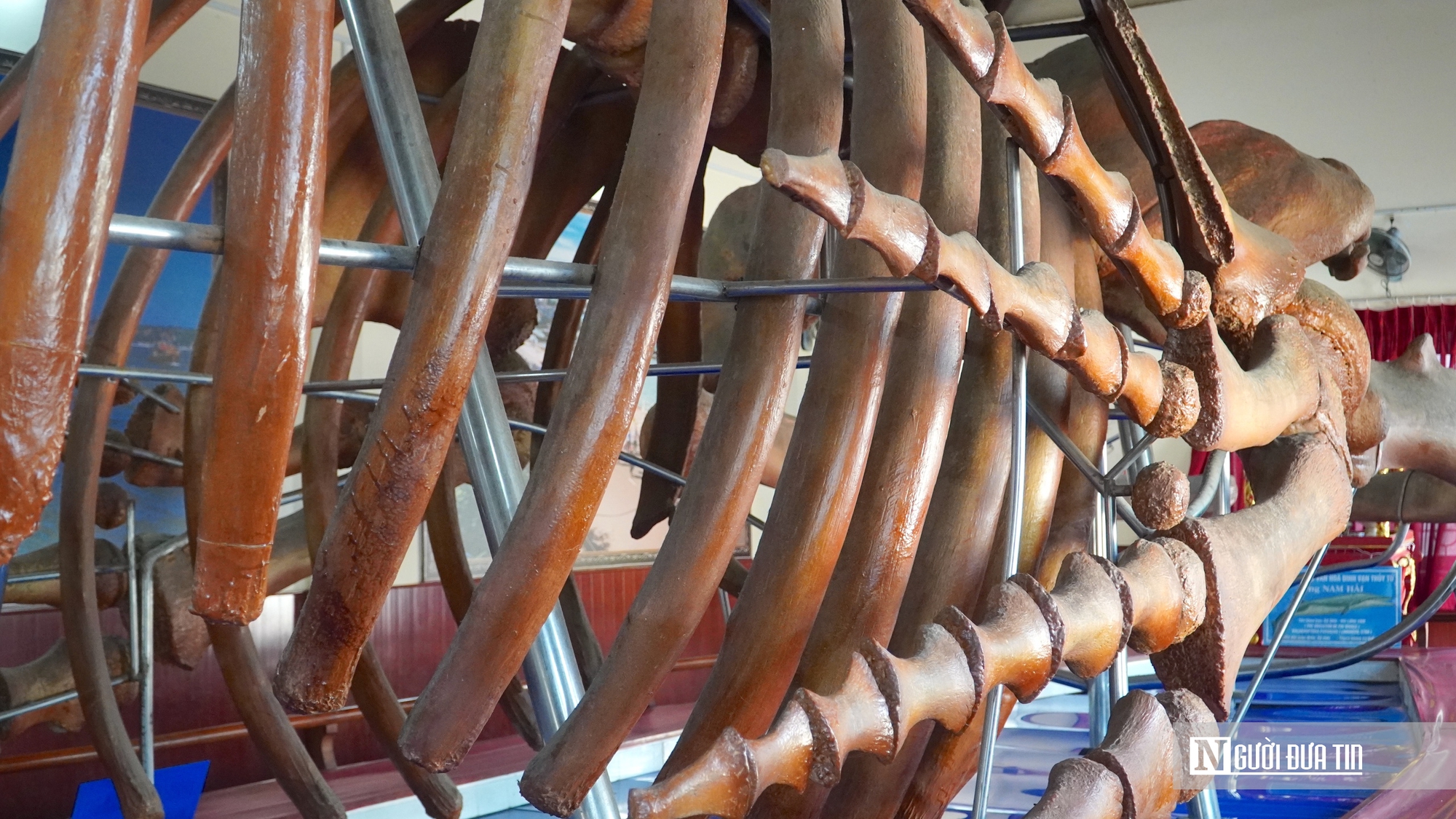 Choáng ngợp trước bộ xương cá voi 22m lớn nhất Đông Nam Á- Ảnh 4. Choáng ngợp trước bộ xương cá voi 22m lớn nhất Đông Nam Á- Ảnh 4.