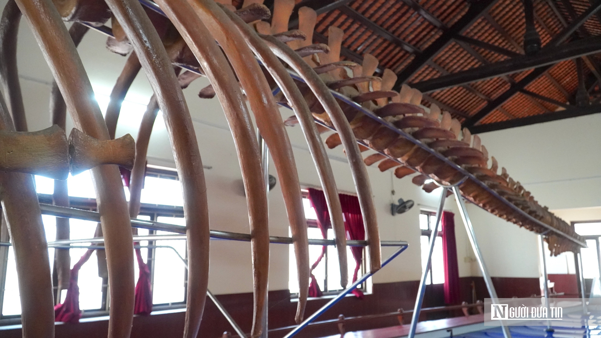 Choáng ngợp trước bộ xương cá voi 22m lớn nhất Đông Nam Á- Ảnh 5. Choáng ngợp trước bộ xương cá voi 22m lớn nhất Đông Nam Á- Ảnh 5.